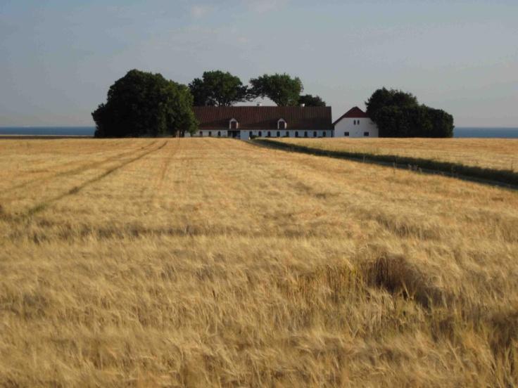 Campi di grano ancora da mietere camper campi grano