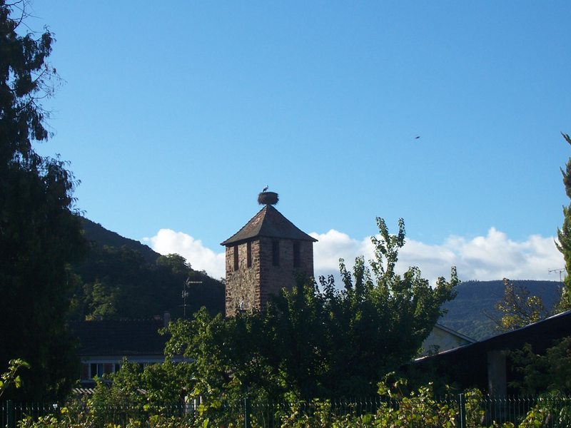 la cicogna di Kaysersberg la cicogna di Kaysersberg