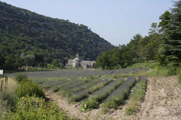l'Abbaye_de_Sénanque