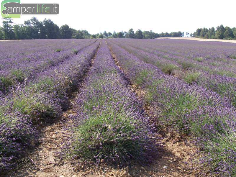 i campi di lavanda