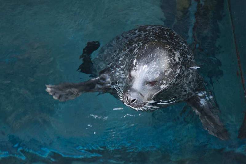 la foca Igor