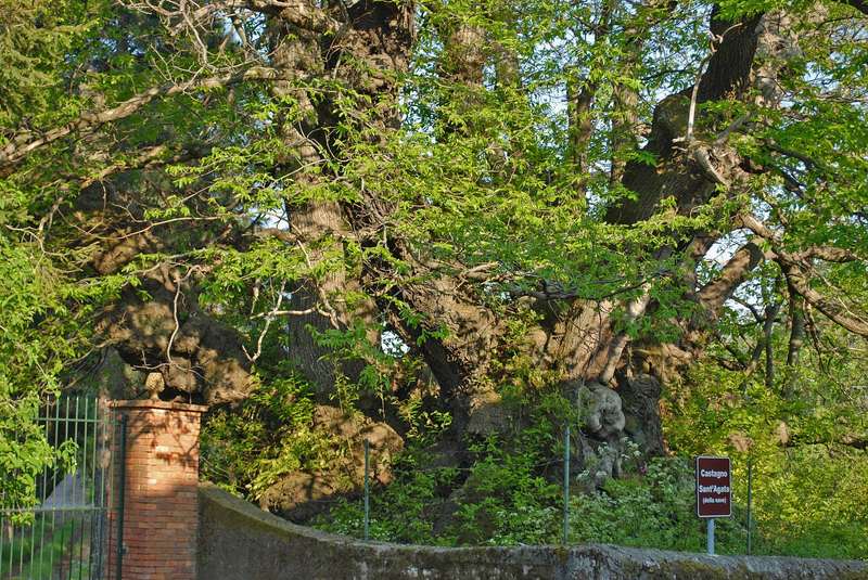 L'albero pi� vecchio d'europa