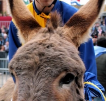 Il Palio dei somari a Torrita di Siena (SI) Il Palio dei somari a Torrita di Siena (SI)