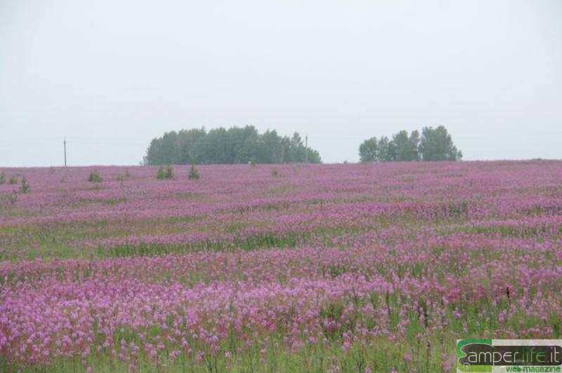 camper provincia Irkutskaya flora spontanea