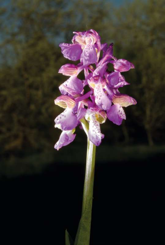 "Orchidea spontanea che è possibile trovare nel sottobosco della pineta"