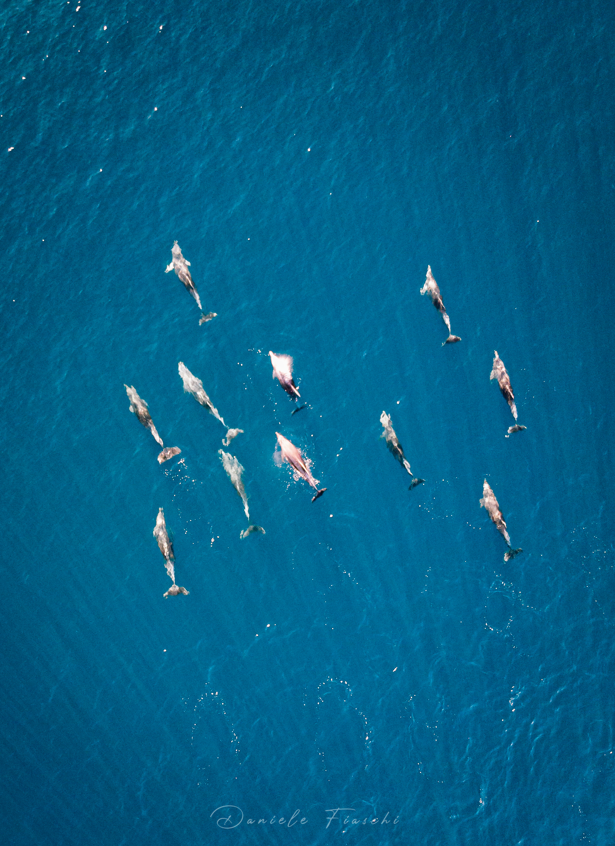 delfini-©DanieleFiaschi.jpg