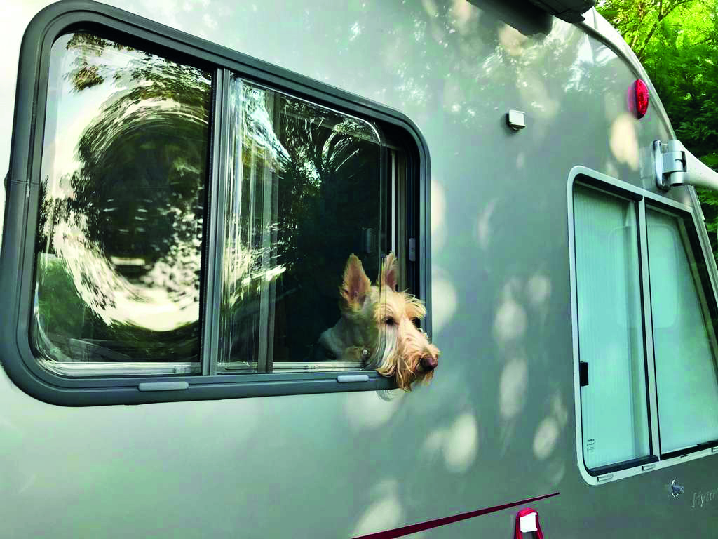 pet-in-camper