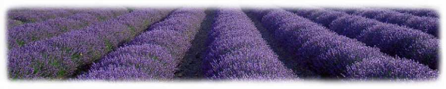 camper lavanda