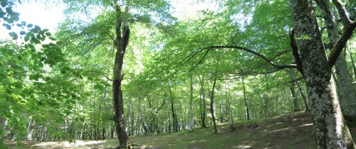 La Faggeta depressa sul monte Venere - foto panoramio camper tuscia laghi lago di vico monte venere faggeta depressa