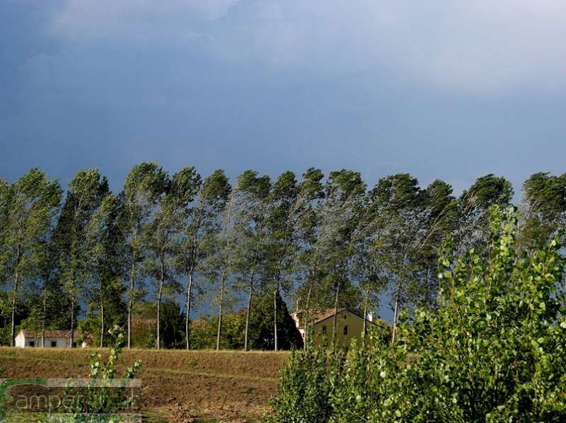 Filari di pioppi camper mantova po filari pioppi