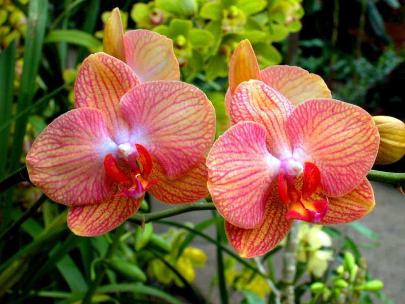 La bellissima orchidea farfalla camper sicilia trapani riserva zingaro orchidea farfalla