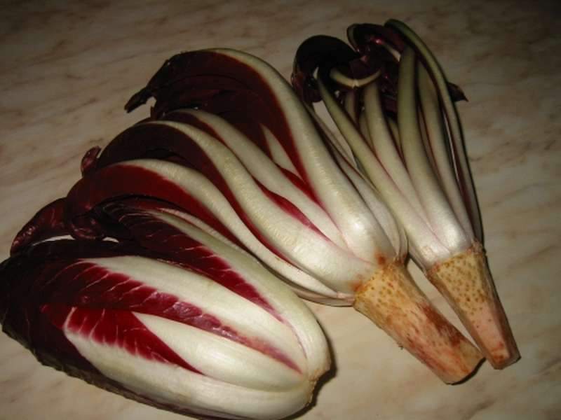 Il radicchio rosso di Treviso camper radicchio rosso treviso