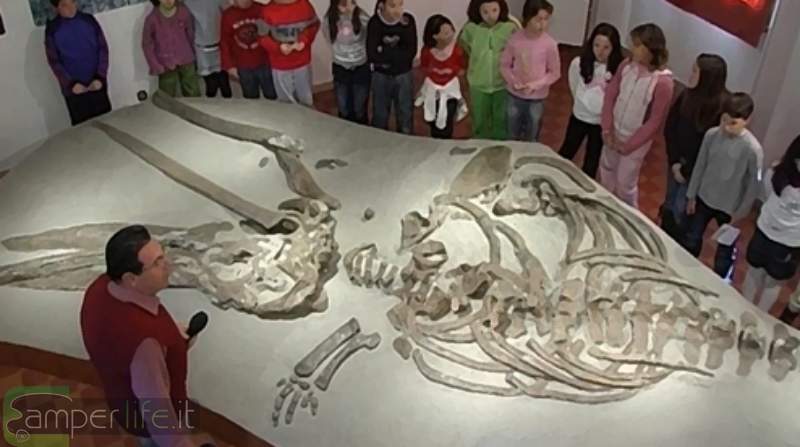 Museo Gamps - la balenottera rinvenuta a Castelfiorentino