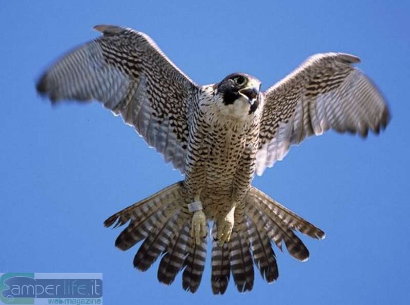 Lo sparviero, rapace non raro sui Colli Euganei camper veneto colli euganei sparviero